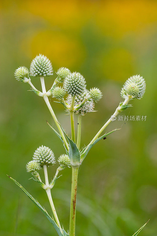 响尾蛇大师(Erygium yuccafolium)， H.E. Flanagan Prairie, AR